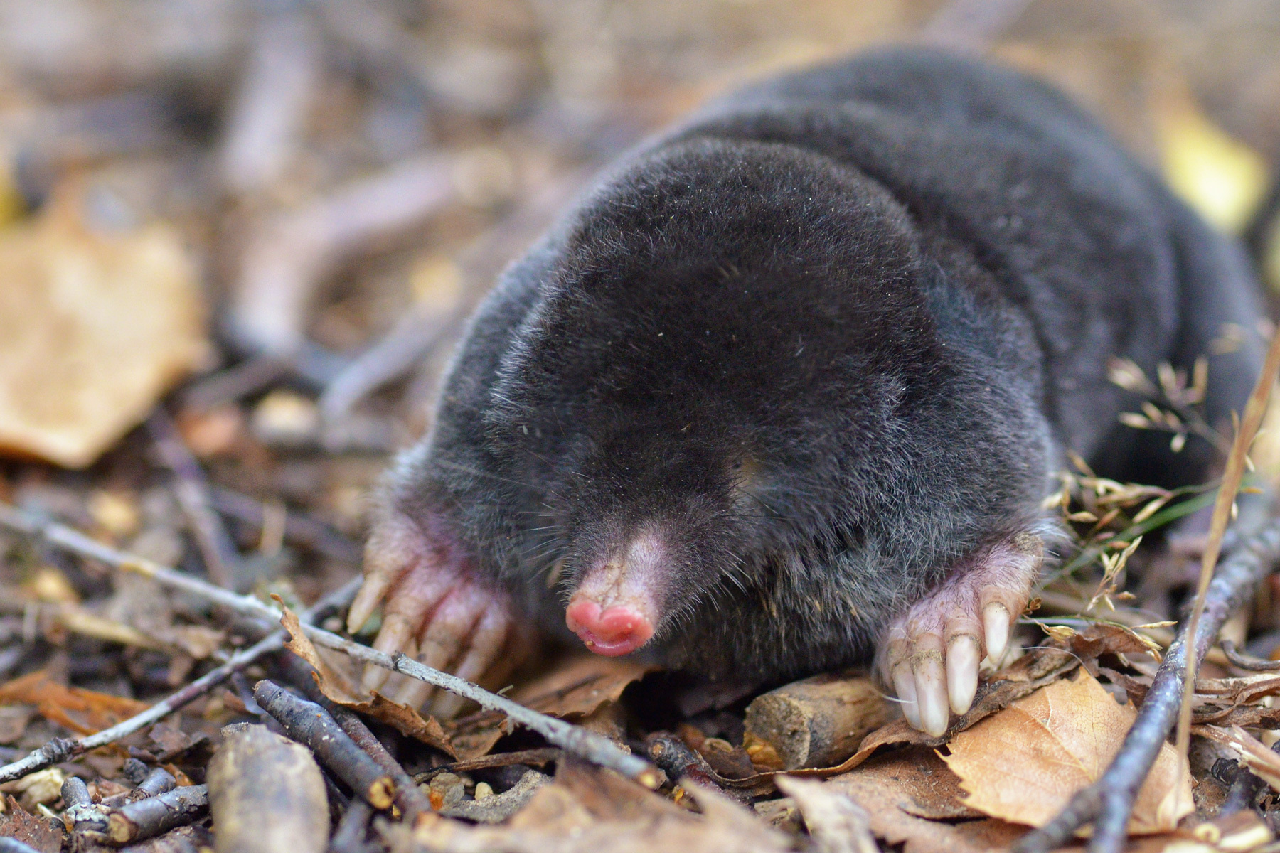 European Mole (Talpa europaea) · iNaturalist