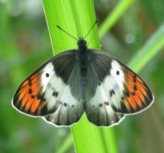 Colotis danae eupompe