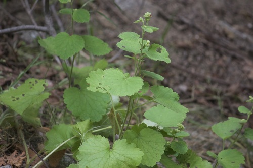 Roundleaf brookfoam (Boykinia rotundifolia)