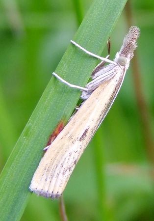 Barred Grass-veneer, photo 2 of 10