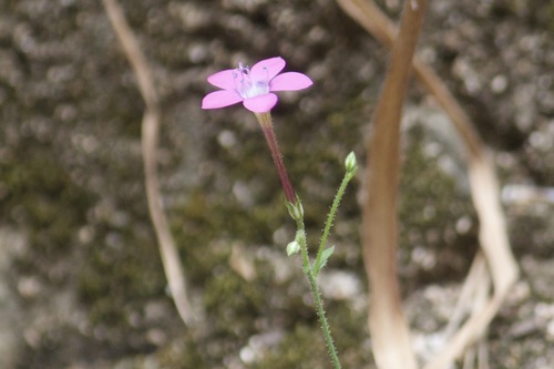 Image of Saltugilia splendens by no rights reserved