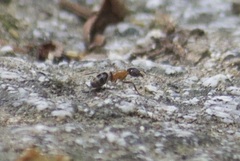 Liometopum occidentale