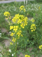 Sisymbrium loeselii