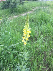 Linaria vulgaris