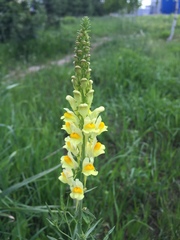 Linaria vulgaris