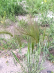 Hordeum jubatum