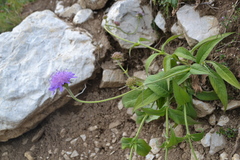 Knautia dipsacifolia
