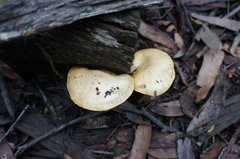 Cortinarius austroalbidus