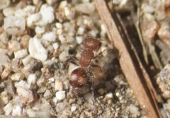 Pseudomethoca athamas