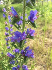 Echium vulgare