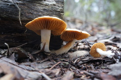 Cortinarius austroalbidus