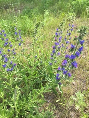 Echium vulgare