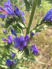 Echium vulgare