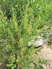 Lepidium apetalum