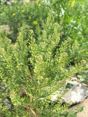 Lepidium apetalum