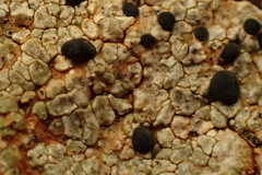 Lecidea ochroleuca