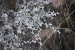 Brickellia nevinii