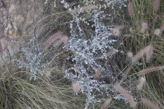 Brickellia nevinii