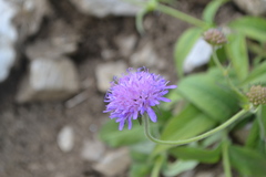 Knautia dipsacifolia