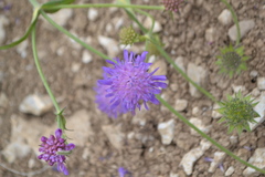 Knautia dipsacifolia
