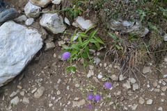 Knautia dipsacifolia