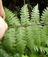 Microlepia speluncae