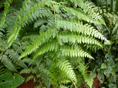 Microlepia speluncae