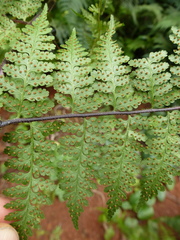 Microlepia speluncae