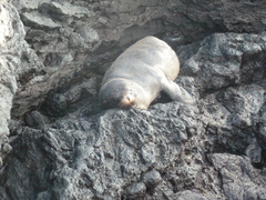 Arctocephalus galapagoensis