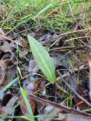 Cryptostylis