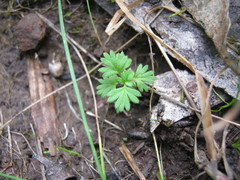 Alchemilla australiana