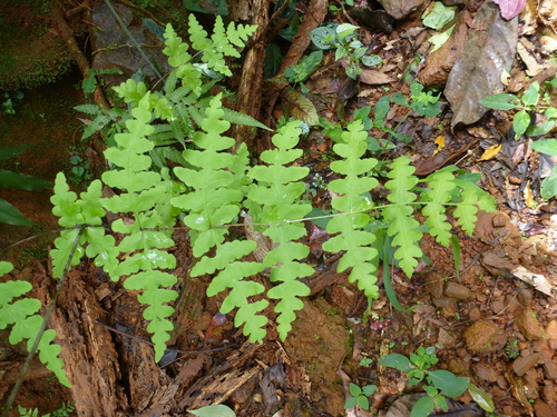 Water Fern