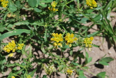 Rorippa sinuata