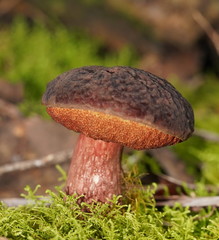 Boletus barragensis