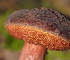 Boletus barragensis