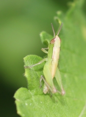 Spathosternum prasiniferum