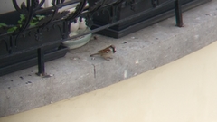 Passer domesticus