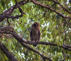 Strix leptogrammica