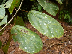 Scepocarpus oblongifolius