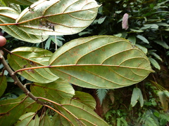 Scepocarpus oblongifolius