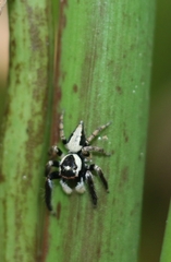 Colopsus manu