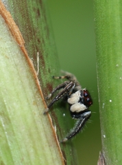 Colopsus manu