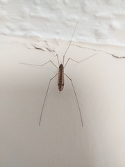 Nephrotoma flavipalpis