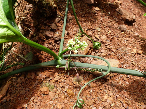 Coccinia barteri image