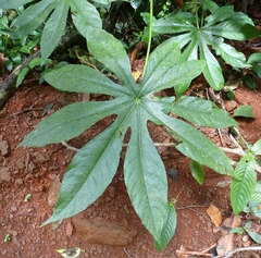 Cussonia bancoensis