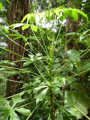 Cussonia bancoensis