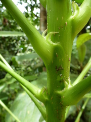 Cussonia bancoensis