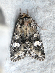 Melanchra adjuncta