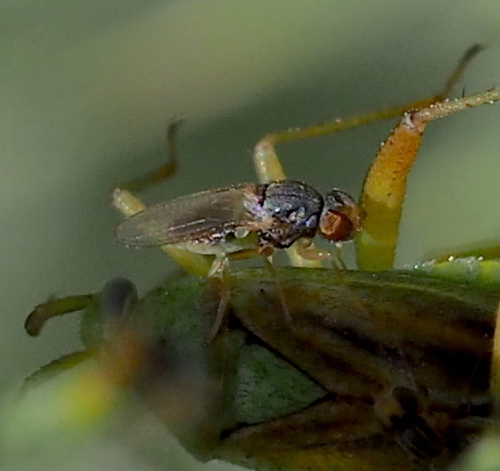 Tricimba humeralis