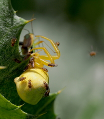 Trachysiphonella ruficeps